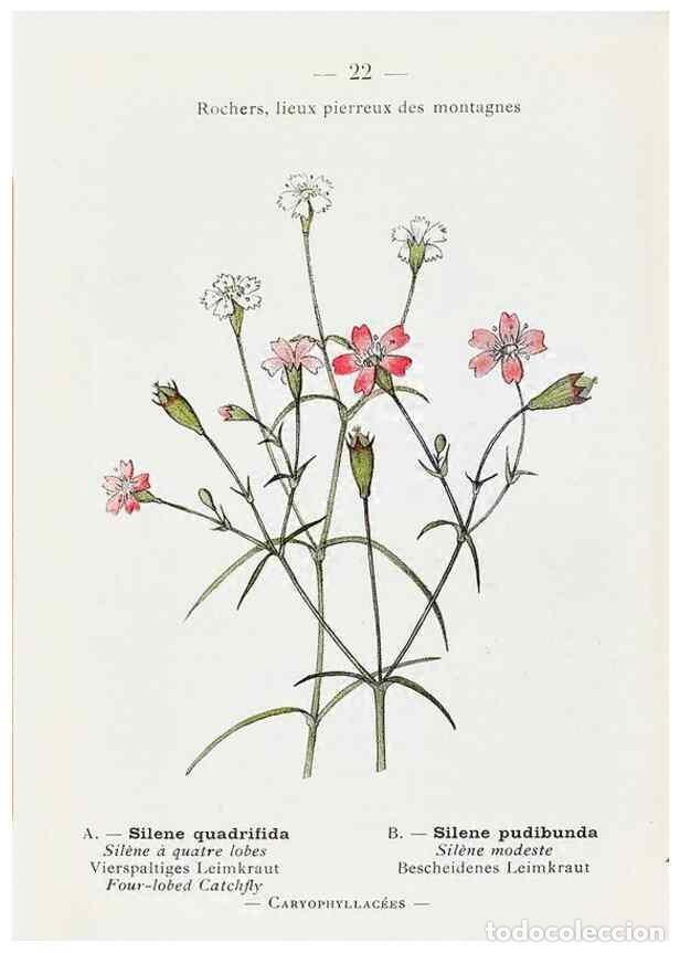 Collectionnisme de Revues et Journaux: Reproducci&oacute;n/Reproduction 49345041103: Nouvelle flore colori&eacute;e de poche des Alpes et des Pyr&eacute;n&eacute;es..