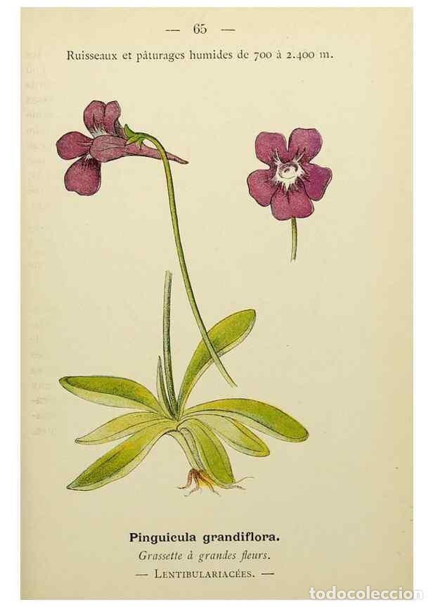 Collectionnisme de Revues et Journaux: Reproducci&oacute;n/Reproduction 49345420241: Nouvelle flore colori&eacute;e de poche des Alpes et des Pyr&eacute;n&eacute;es..