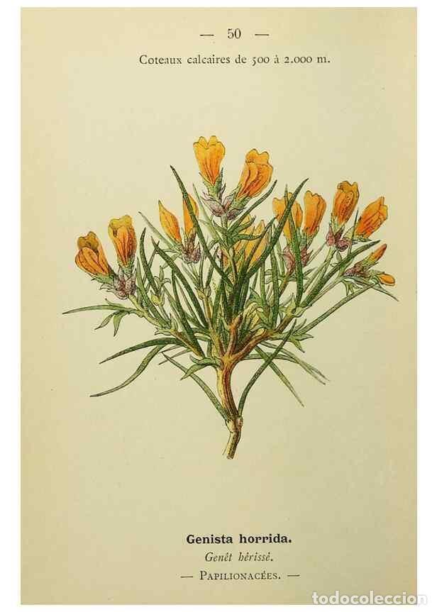 Collectionnisme de Revues et Journaux: Reproducci&oacute;n/Reproduction 49345619897: Nouvelle flore colori&eacute;e de poche des Alpes et des Pyr&eacute;n&eacute;es..