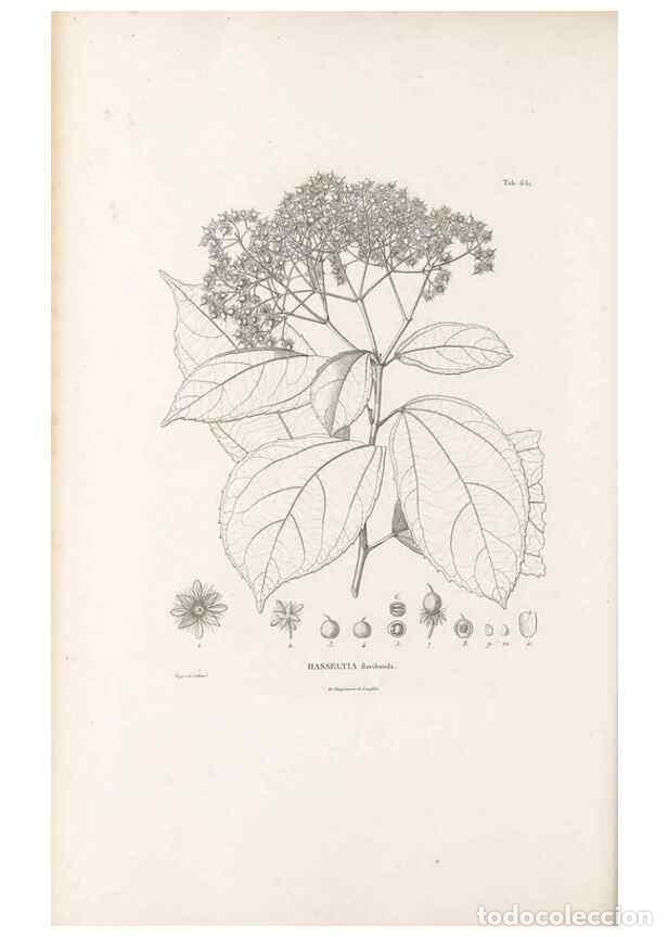 Collectionnisme de Revues et Journaux: Reproducci&oacute;n/Reproduction 49521851696: Nova genera et species plantarum :. Antverpiae :Ex officina C