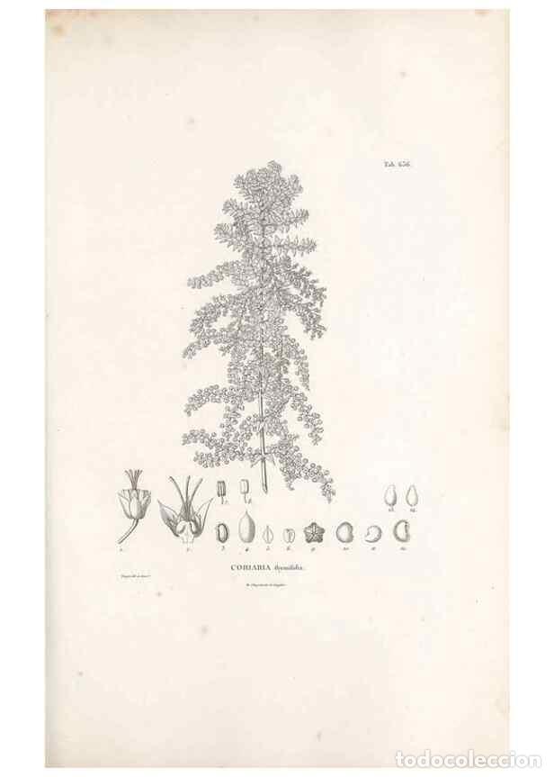 Collectionnisme de Revues et Journaux: Reproducci&oacute;n/Reproduction 49521846336: Nova genera et species plantarum :. Antverpiae :Ex officina C