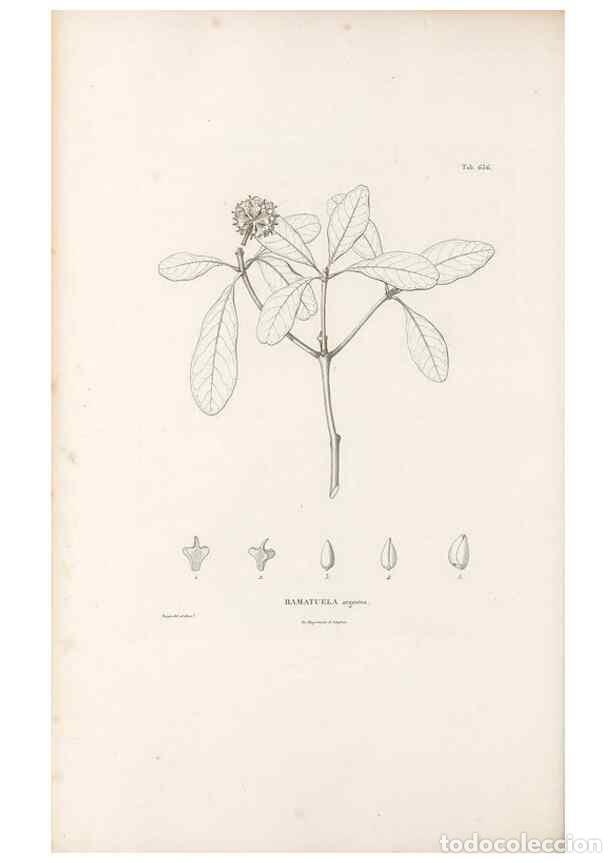 Collectionnisme de Revues et Journaux: Reproducci&oacute;n/Reproduction 49522065632: Nova genera et species plantarum :. Antverpiae :Ex officina C