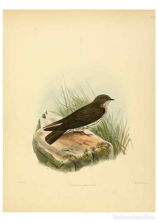 Collectionnisme de Revues et Journaux: Reproducci&oacute;n/Reproduction 49522628296: A monograph of the Hirundinidae or family of swallows. London