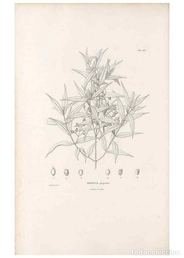 Collectionnisme de Revues et Journaux: Reproducci&oacute;n/Reproduction 49521332013: Nova genera et species plantarum :. Antverpiae :Ex officina C