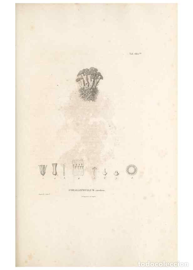 Collectionnisme de Revues et Journaux: Reproducci&oacute;n/Reproduction 49521855356: Nova genera et species plantarum :. Antverpiae :Ex officina C