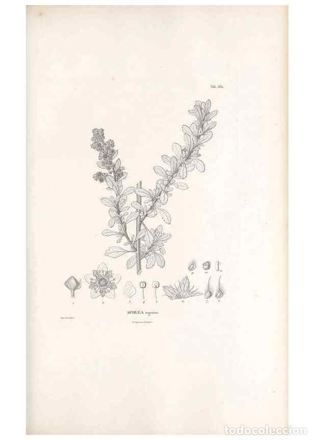 Collection Magazines and Newspapers: Reproducci&oacute;n/Reproduction 49521992392: Nova genera et species plantarum :. Antverpiae :Ex officina C