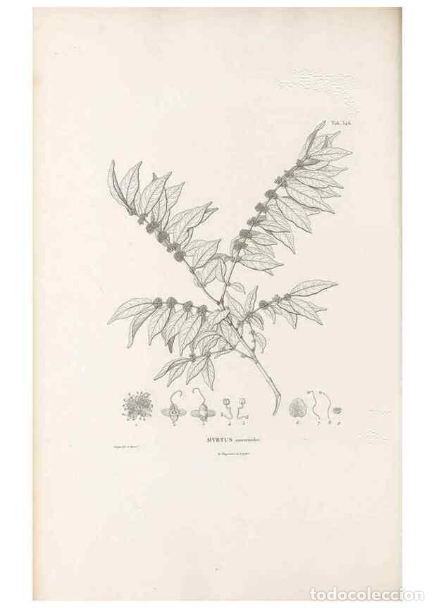 Collection Magazines and Newspapers: Reproducci&oacute;n/Reproduction 49521986127: Nova genera et species plantarum :. Antverpiae :Ex officina C