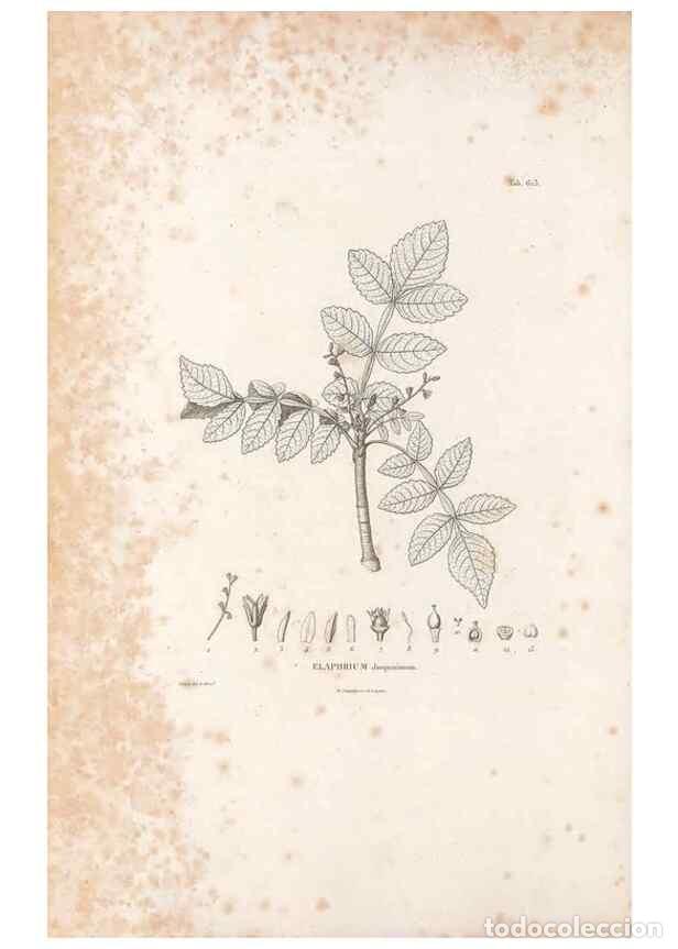 Collection Magazines and Newspapers: Reproducci&oacute;n/Reproduction 49522050112: Nova genera et species plantarum :. Antverpiae :Ex officina C