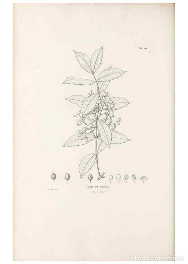 Collection Magazines and Newspapers: Reproducci&oacute;n/Reproduction 49521985602: Nova genera et species plantarum :. Antverpiae :Ex officina C