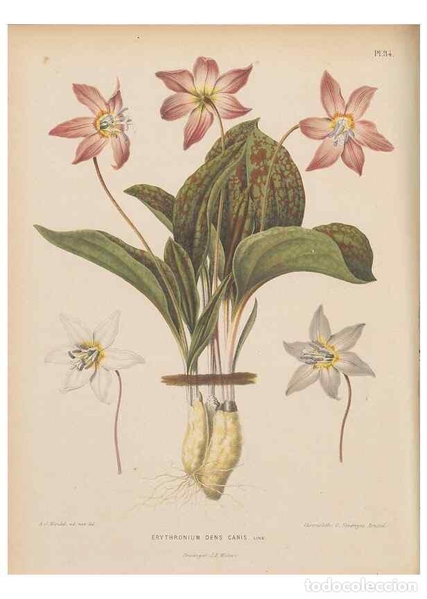 Collezionismo di Riviste e Giornali: Reproducci&oacute;n/Reproduction 49798415247: Flora :. Groningen :J.B. Wolters,[1868]. - Witte, H.