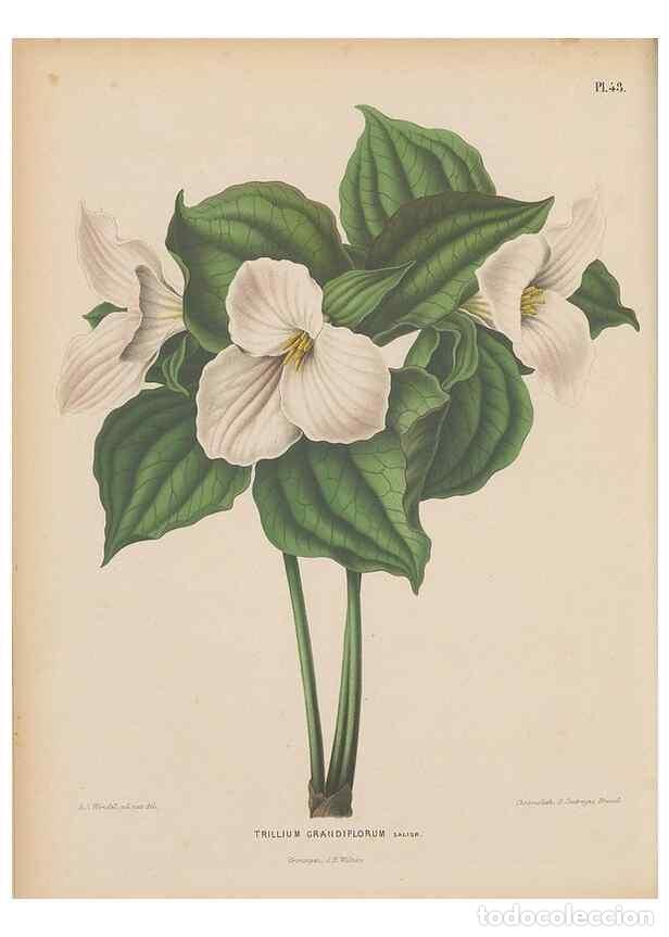 Collezionismo di Riviste e Giornali: Reproducci&oacute;n/Reproduction 49798110331: Flora :. Groningen :J.B. Wolters,[1868]. - Witte, H.