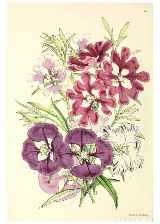 Collezionismo di Riviste e Giornali: Reproducci&oacute;n/Reproduction 49797020853: The floral magazine;. London,L. Reeve & Co.. - Dombrain, Henr