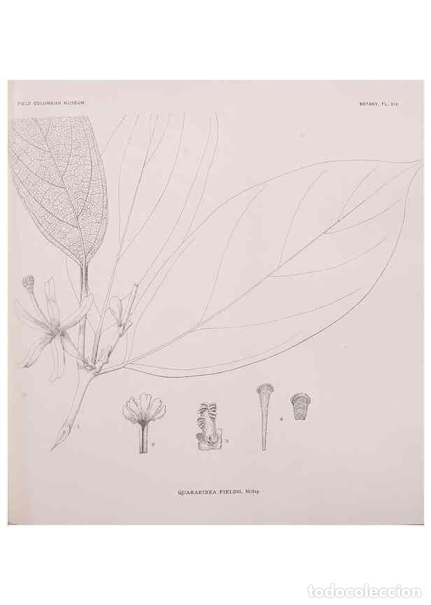 Collezionismo di Riviste e Giornali: Reproducci&oacute;n/Reproduction 49799594747: Publication.. Chicago. :Field Columbian Museum,1895-1909.. -