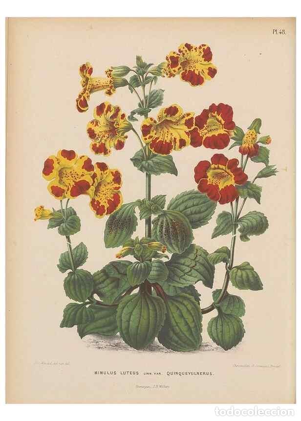 Collezionismo di Riviste e Giornali: Reproducci&oacute;n/Reproduction 49797562168: Flora :. Groningen :J.B. Wolters,[1868]. - Witte, H.