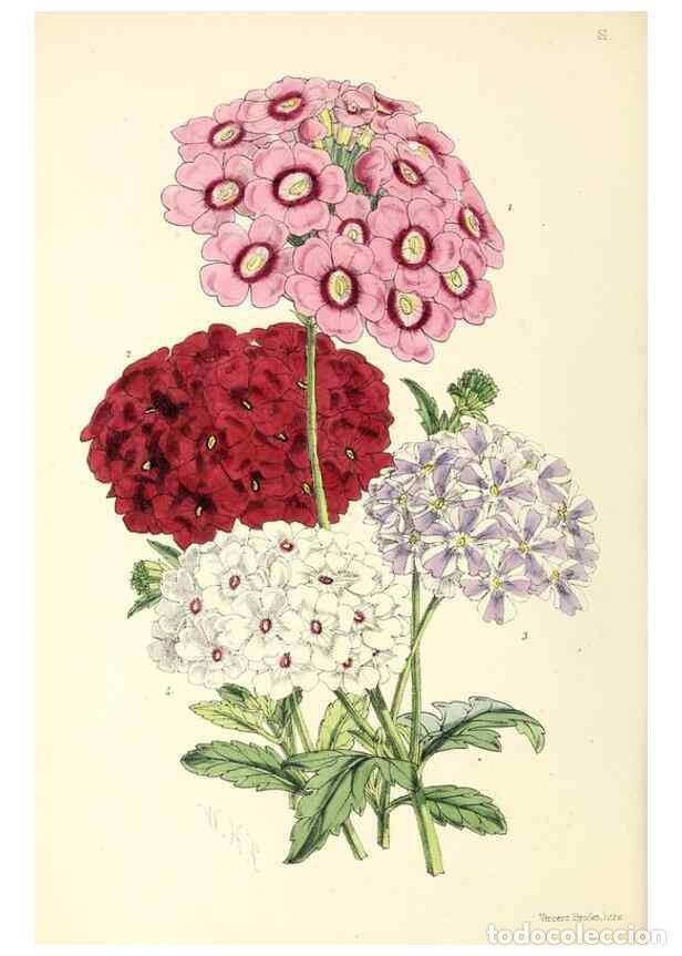 Collezionismo di Riviste e Giornali: Reproducci&oacute;n/Reproduction 49797877572: The floral magazine;. London,L. Reeve & Co.. - Dombrain, Henr