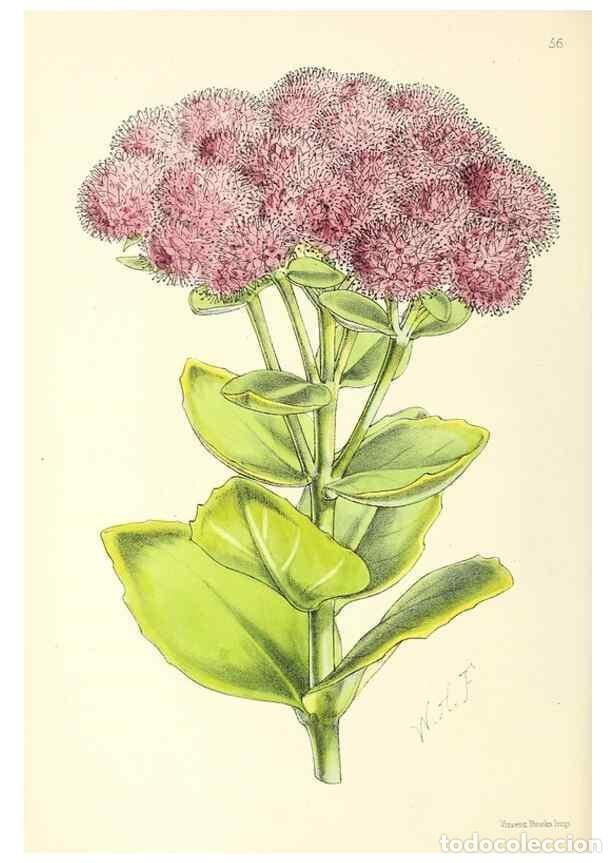 Collezionismo di Riviste e Giornali: Reproducci&oacute;n/Reproduction 49797023863: The floral magazine;. London,L. Reeve & Co.. - Dombrain, Henr