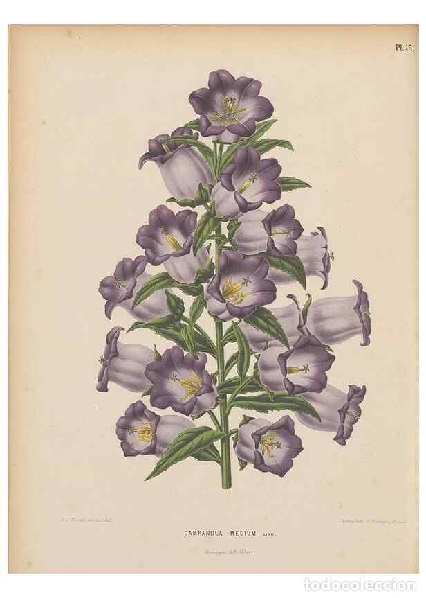 Collezionismo di Riviste e Giornali: Reproducci&oacute;n/Reproduction 49798111086: Flora :. Groningen :J.B. Wolters,[1868]. - Witte, H.