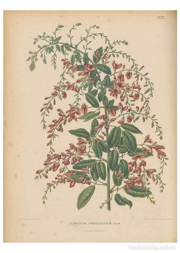 Collezionismo di Riviste e Giornali: Reproducci&oacute;n/Reproduction 49798428372: Flora :. Groningen :J.B. Wolters,[1868]. - Witte, H.