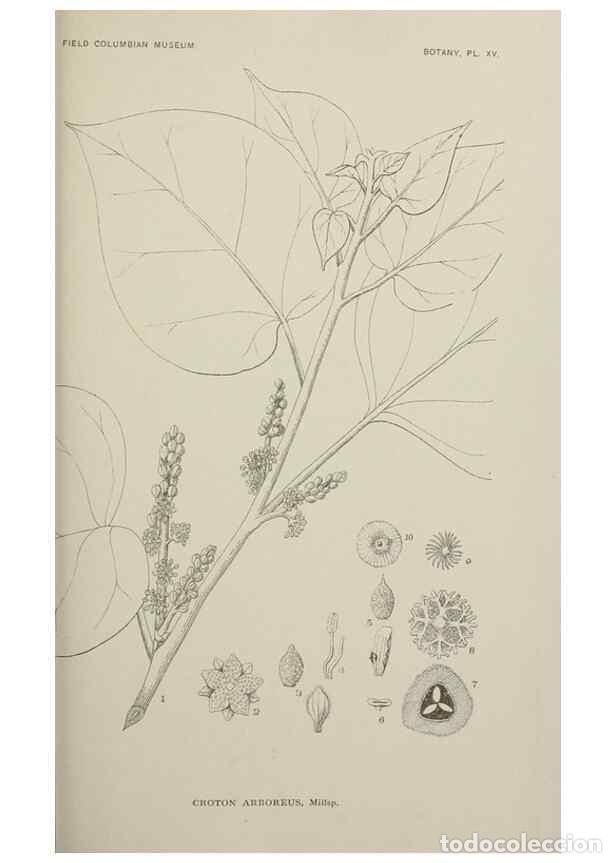 Collezionismo di Riviste e Giornali: Reproducci&oacute;n/Reproduction 49799593657: Publication.. Chicago. :Field Columbian Museum,1895-1909.. -