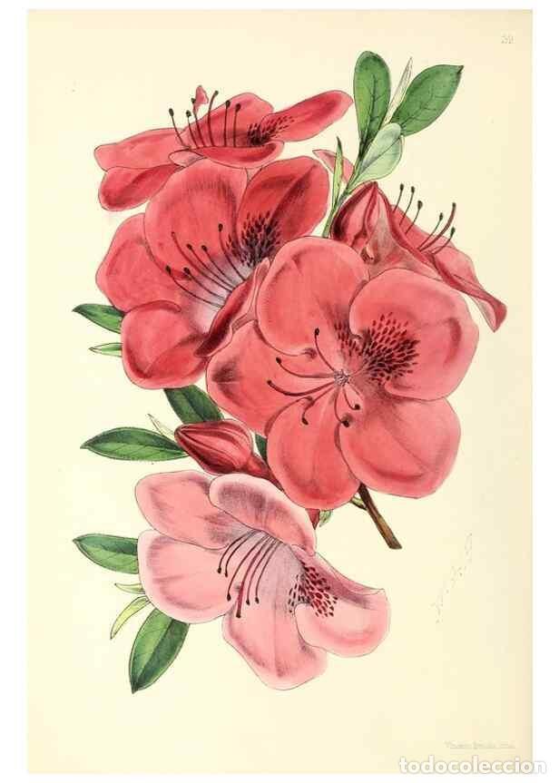 Collezionismo di Riviste e Giornali: Reproducci&oacute;n/Reproduction 49797018708: The floral magazine;. London,L. Reeve & Co.. - Dombrain, Henr