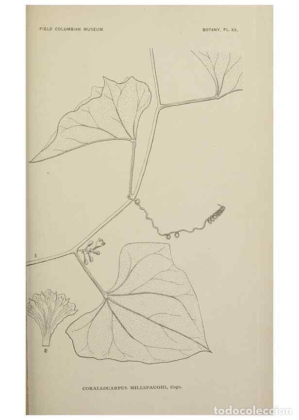 Collezionismo di Riviste e Giornali: Reproducci&oacute;n/Reproduction 49799594997: Publication.. Chicago. :Field Columbian Museum,1895-1909.. -