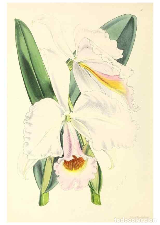 Collezionismo di Riviste e Giornali: Reproducci&oacute;n/Reproduction 49797559751: The floral magazine;. London,L. Reeve & Co.. - Dombrain, Henr