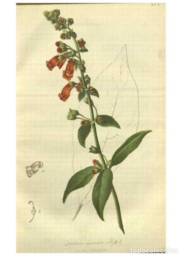 Collezionismo di Riviste e Giornali: Reproducci&oacute;n/Reproduction 49802835821: Gartenflora.. Erlangen :F. Enke,1852-1940.. - Deutsche Garten