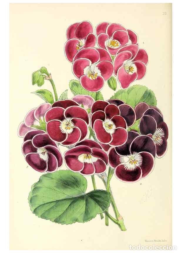 Collezionismo di Riviste e Giornali: Reproducci&oacute;n/Reproduction 49797871702: The floral magazine;. London,L. Reeve & Co.. - Dombrain, Henr