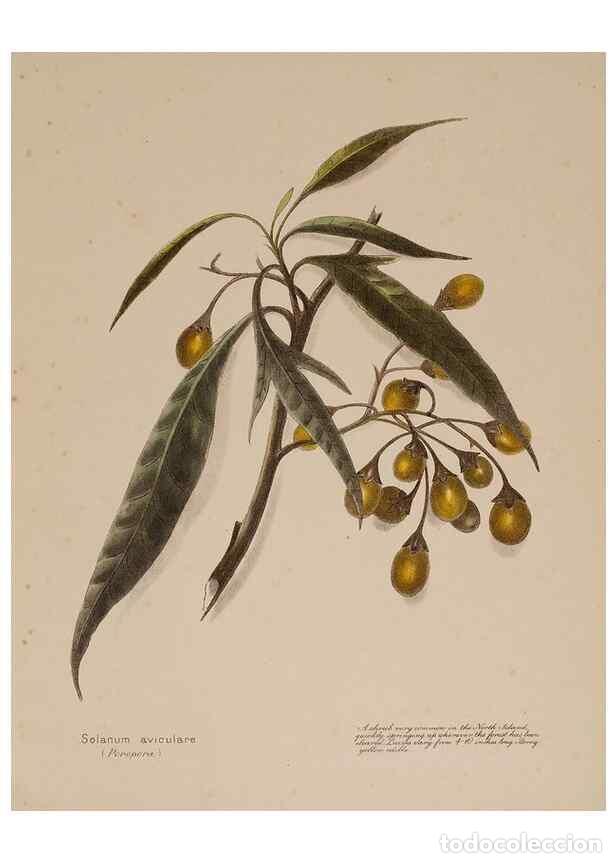 Collection Magazines and Newspapers: Reproducci&oacute;n/Reproduction 49814235711: New Zealand berries. Nelson, N.Z.H.D. Jackson[1894?]. - Harri
