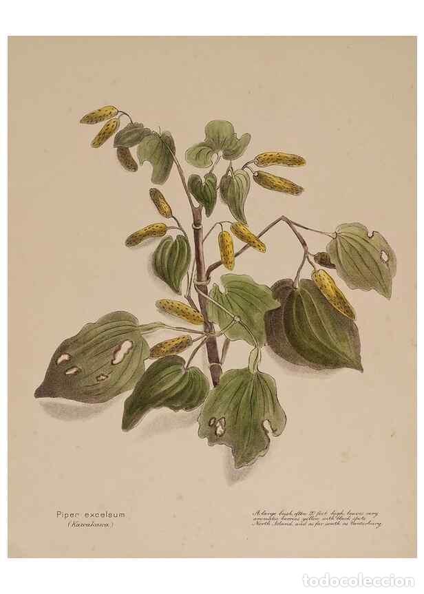 Collection Magazines and Newspapers: Reproducci&oacute;n/Reproduction 49814234576: New Zealand berries. Nelson, N.Z.H.D. Jackson[1894?]. - Harri