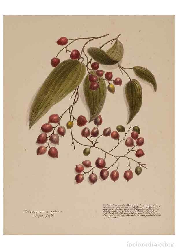Collectionnisme de Revues et Journaux: Reproducci&oacute;n/Reproduction 49814544917: New Zealand berries. Nelson, N.Z.H.D. Jackson[1894?]. - Harri