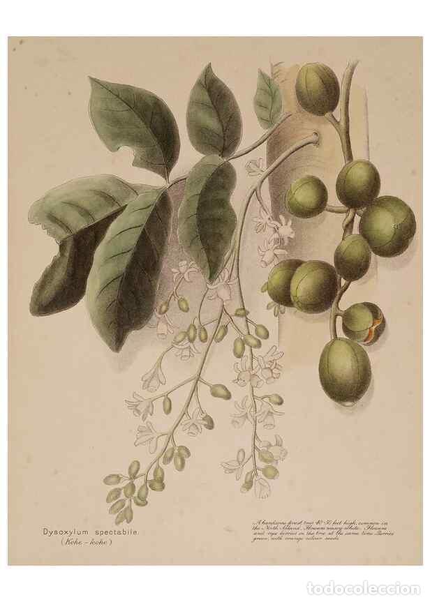 Collectionnisme de Revues et Journaux: Reproducci&oacute;n/Reproduction 49814237851: New Zealand berries. Nelson, N.Z.H.D. Jackson[1894?]. - Harri