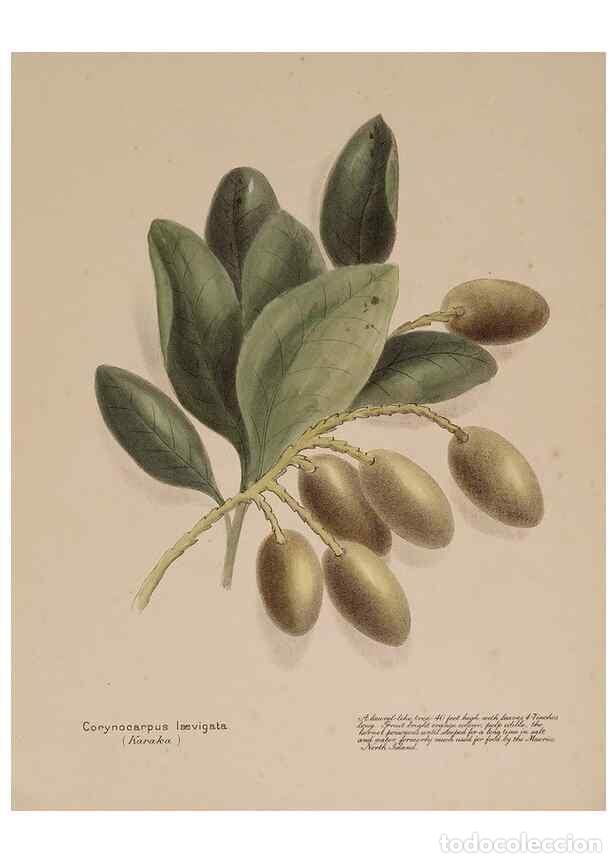 Sammeln von Zeitschriften und Zeitungen: Reproducci&oacute;n/Reproduction 49814544577: New Zealand berries. Nelson, N.Z.H.D. Jackson[1894?]. - Harri