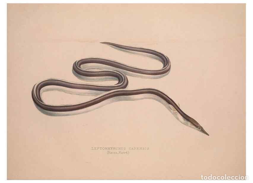 Coleccionismo de Revistas y Peri&oacute;dicos: Reproducci&oacute;n/Reproduction 49807010386: Illustrations of the zoology of South Africa. London :Smith,