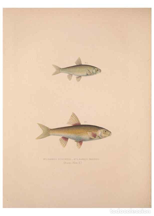 Colecionismo de Revistas e Jornais: Reproducci&oacute;n/Reproduction 49806456298: Illustrations of the zoology of South Africa. London :Smith,