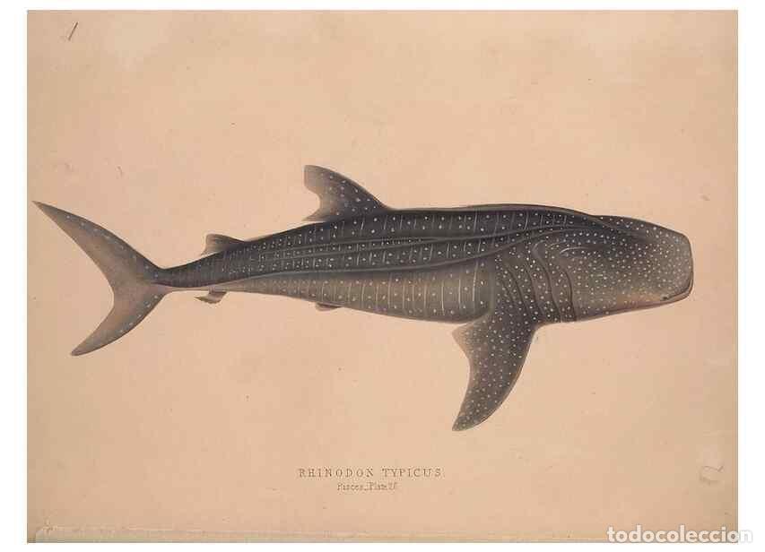 Colecionismo de Revistas e Jornais: Reproducci&oacute;n/Reproduction 49807326577: Illustrations of the zoology of South Africa. London :Smith,