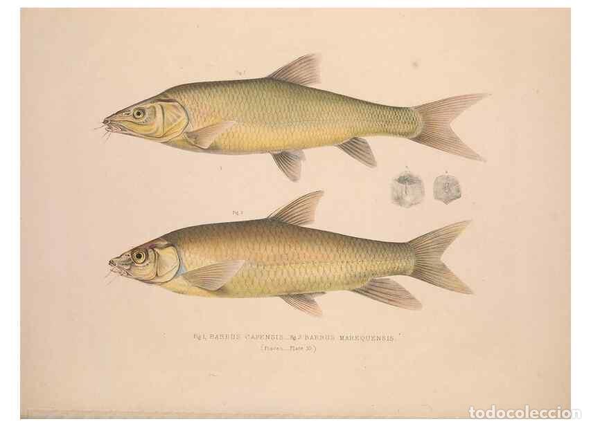 Colecionismo de Revistas e Jornais: Reproducci&oacute;n/Reproduction 49807321362: Illustrations of the zoology of South Africa. London :Smith,