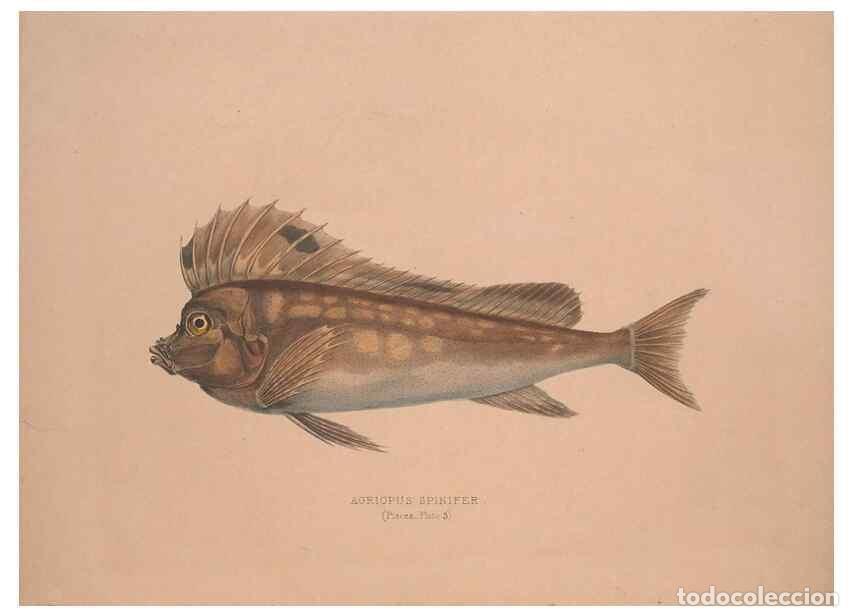 Sammeln von Zeitschriften und Zeitungen: Reproducci&oacute;n/Reproduction 49806454043: Illustrations of the zoology of South Africa. London :Smith,