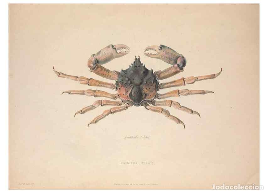 Colecionismo de Revistas e Jornais: Reproducci&oacute;n/Reproduction 49806492618: Illustrations of the zoology of South Africa. London :Smith,