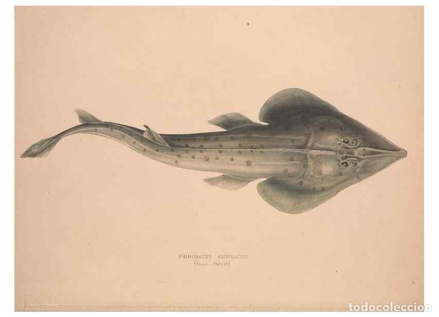 Colecionismo de Revistas e Jornais: Reproducci&oacute;n/Reproduction 49807013346: Illustrations of the zoology of South Africa. London :Smith,