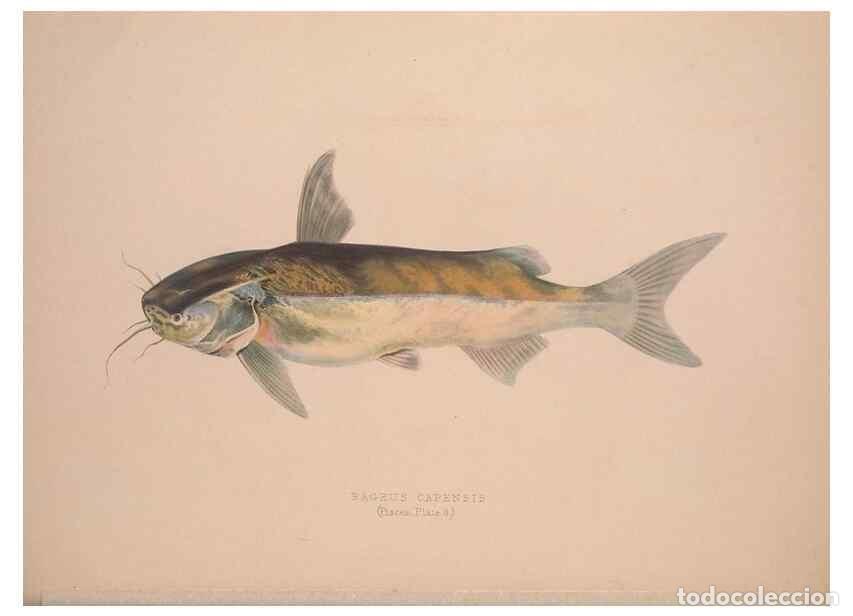 Collection Magazines and Newspapers: Reproducci&oacute;n/Reproduction 49807320737: Illustrations of the zoology of South Africa. London :Smith,