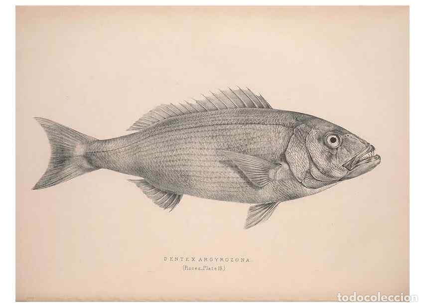 Colecionismo de Revistas e Jornais: Reproducci&oacute;n/Reproduction 49807324057: Illustrations of the zoology of South Africa. London :Smith,