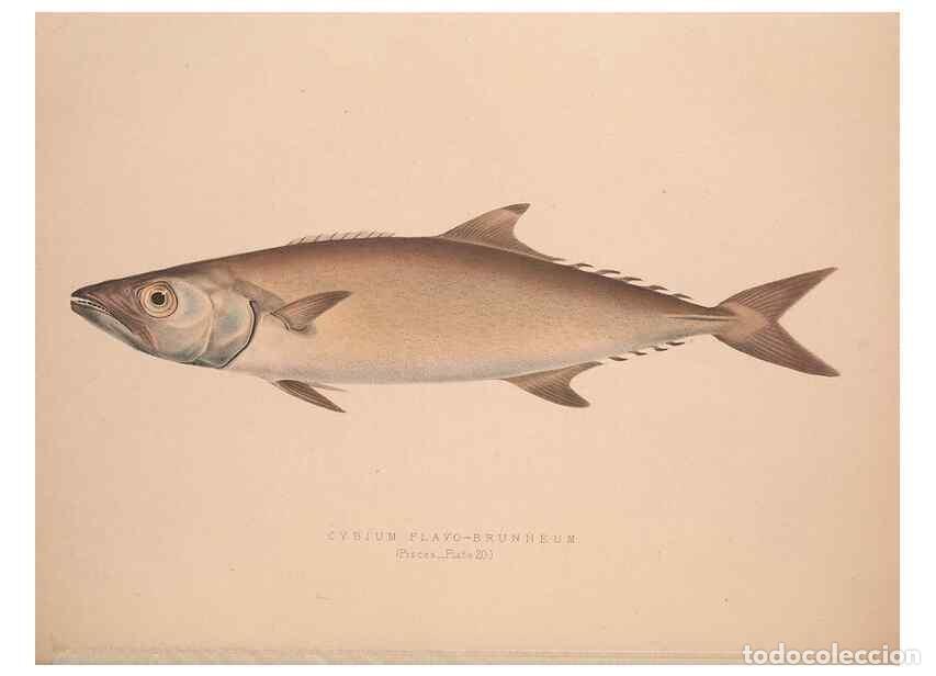 Colecionismo de Revistas e Jornais: Reproducci&oacute;n/Reproduction 49806458918: Illustrations of the zoology of South Africa. London :Smith,