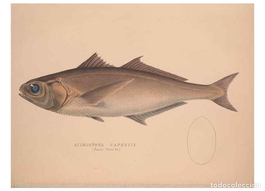 Colecionismo de Revistas e Jornais: Reproducci&oacute;n/Reproduction 49807325812: Illustrations of the zoology of South Africa. London :Smith,