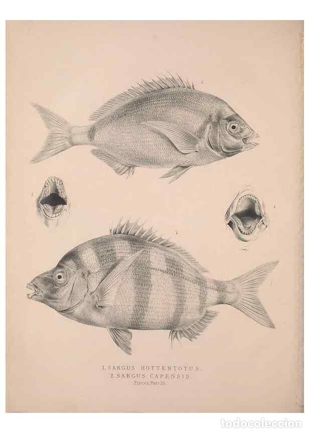 Collection Magazines and Newspapers: Reproducci&oacute;n/Reproduction 49806459933: Illustrations of the zoology of South Africa. London :Smith,