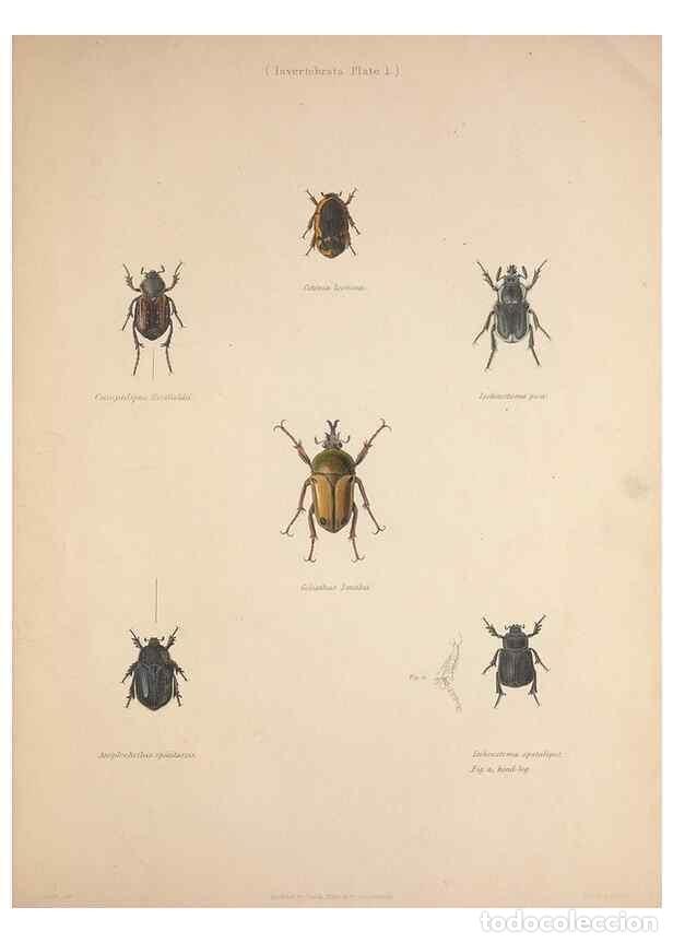 Colecionismo de Revistas e Jornais: Reproducci&oacute;n/Reproduction 49806492358: Illustrations of the zoology of South Africa. London :Smith,