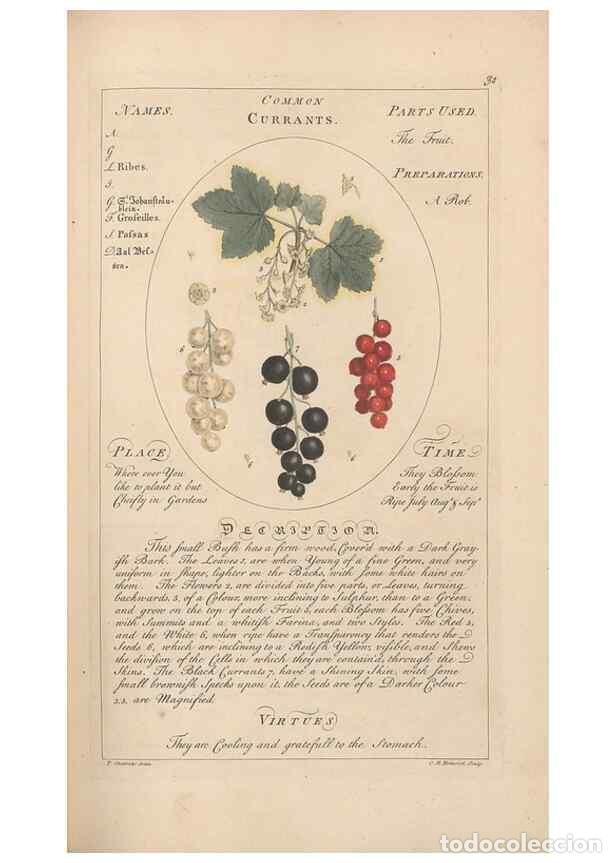 Coleccionismo de Revistas y Peri&oacute;dicos: Reproducci&oacute;n/Reproduction 49788390102: Botanicum medicinale :. London :Printed for J. Millan, opposi