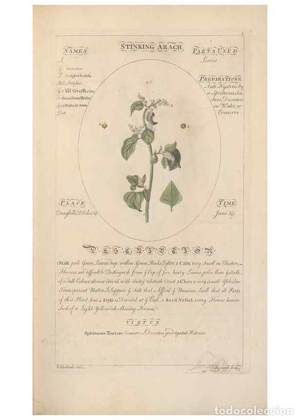 Coleccionismo de Revistas y Peri&oacute;dicos: Reproducci&oacute;n/Reproduction 49787524053: Botanicum medicinale :. London :Printed for J. Millan, opposi