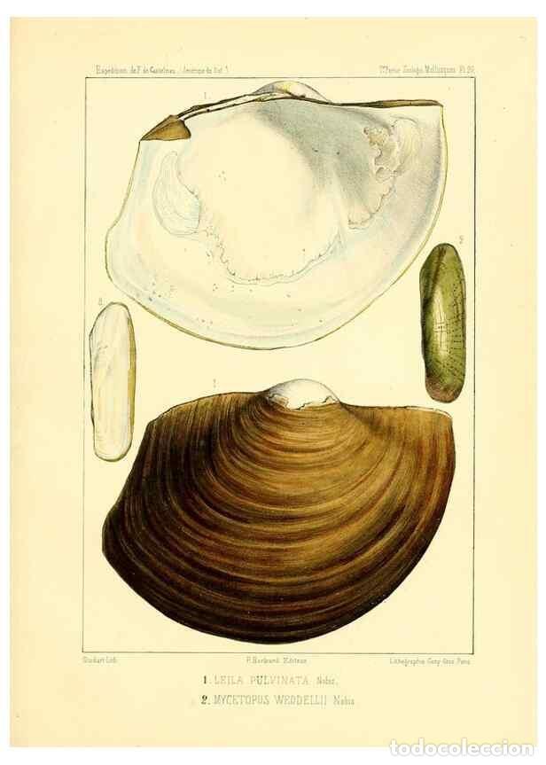 Coleccionismo de Revistas y Peri&oacute;dicos: Reproducci&oacute;n/Reproduction 49813866568: Exp&eacute;dition dans les parties centrales de l'Am&eacute;rique du Sud. P