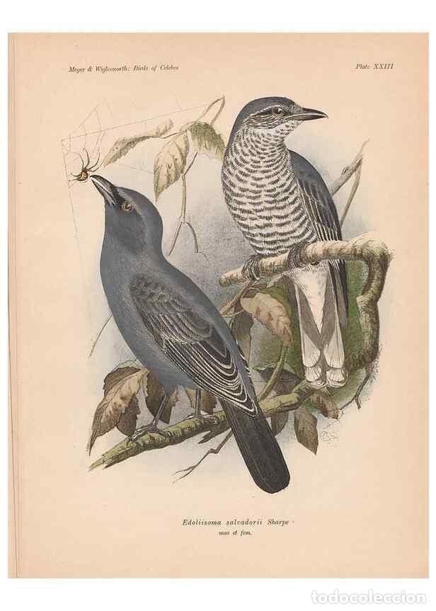 Coleccionismo de Revistas y Peri&oacute;dicos: Reproducci&oacute;n/Reproduction 49814718721: The birds of Celebes and the neighbouring islands /. Berlin :